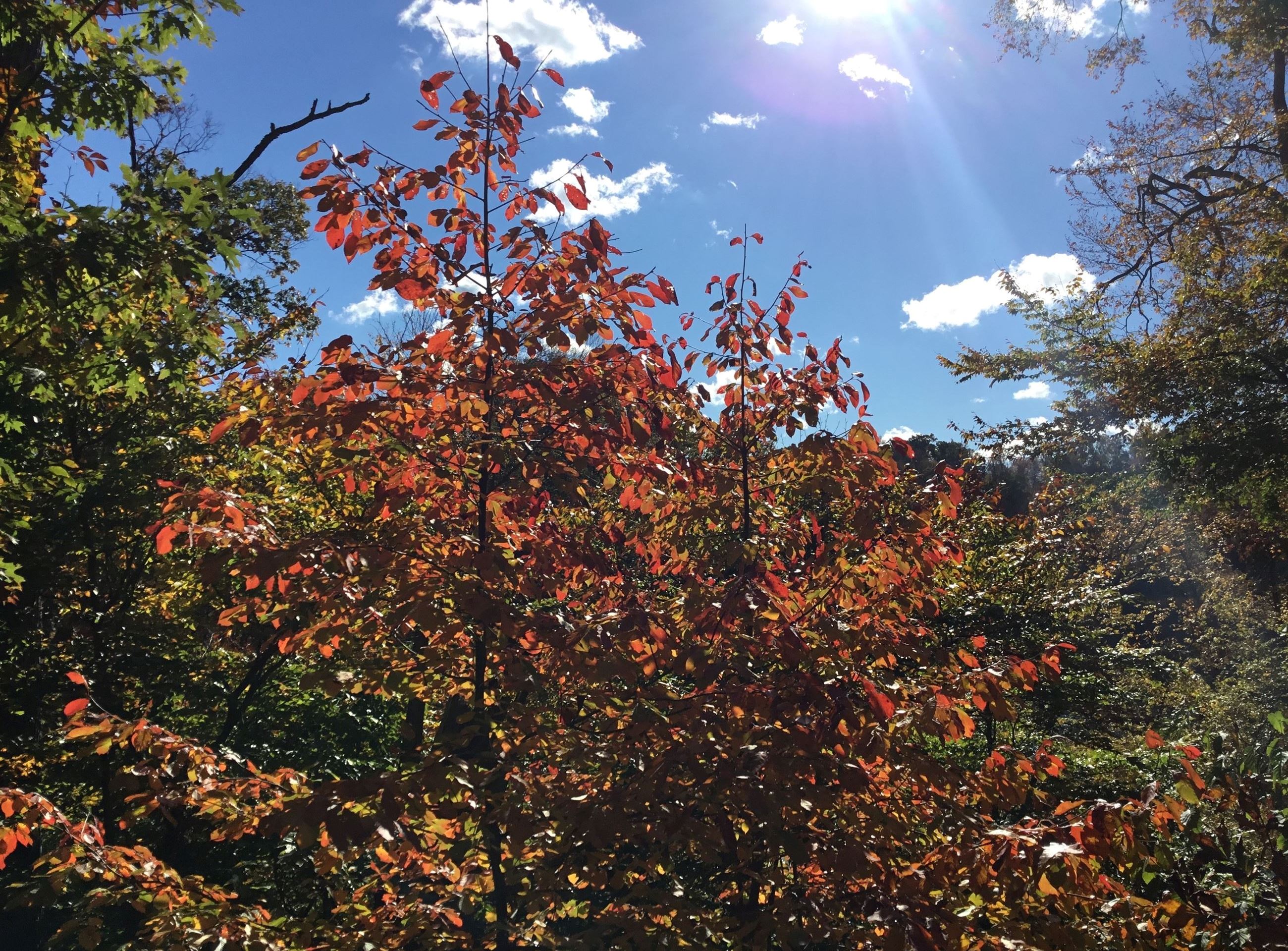 Blackgum tree. Photo by J. Weems