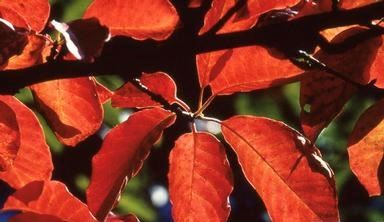 Leaves on a blackgum tree. Photo by T. Davis Sydnor, The Ohio State University