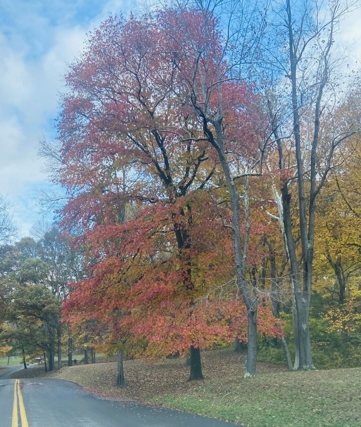 Blackgum tree. Photo by S. Cline.
