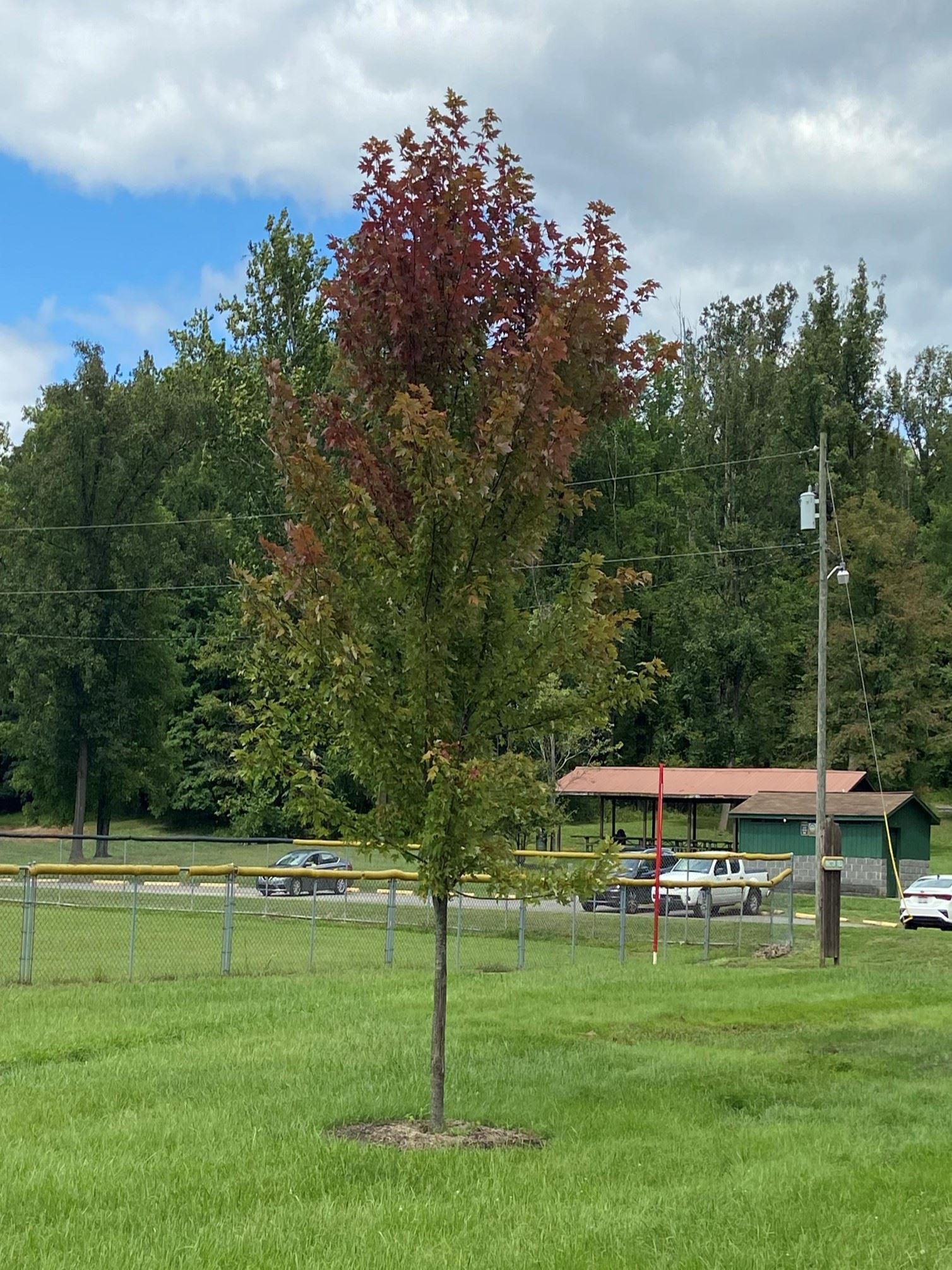 White Park Red Maple