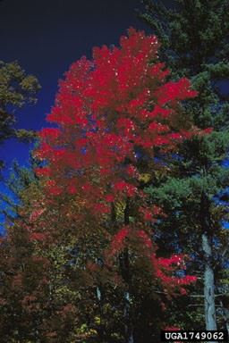 Web Red Maple