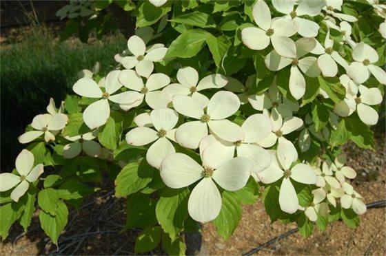 Celestial Dogwood
