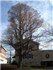 Bald Cypress (Taxodium Distichum) at Mountaineer Hertiage Park Dering's Funeral Home