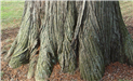 Bald Cypress (Taxodium Distichum)