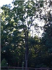 Kentucky Coffeetree (Gymnocladus Dioicus) at West Virginia University Core Arboretum