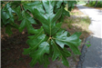 Northern Red Oak (Quercus Rubra)