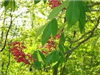 Red Buckeye (Aesculus Pavia)
