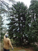 Red Spruce (Picea Rubens) at West Virginia University Core Arboretum