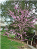 Redbud (Cercis Canadensis) at South Park