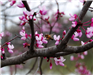 Redbud (Cercis Canadensis)