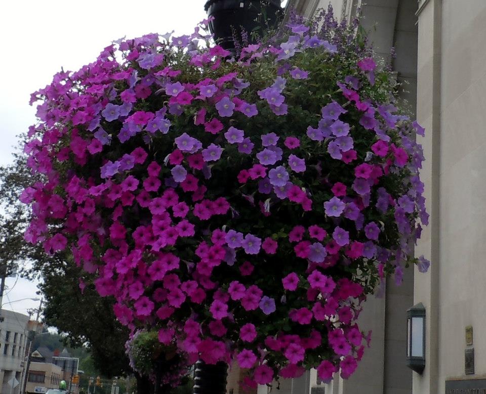 City Hall Basket 2012