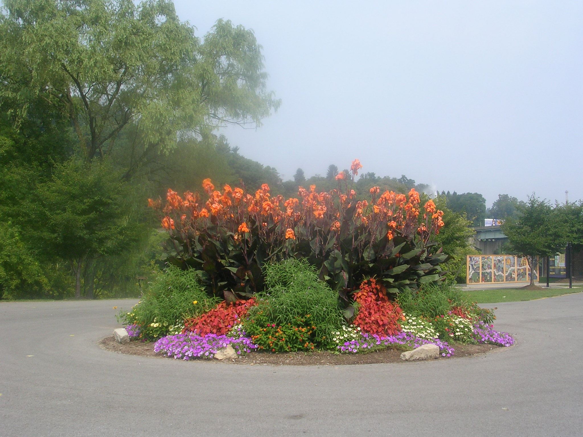 Flowers in the Middle of the Road