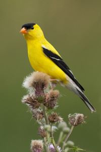 The American Goldfinch is Morgantowns City Bird