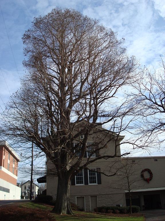 Bald Cypress (Taxodium Distichum) at Mountaineer Hertiage Park Dering's Funeral Home