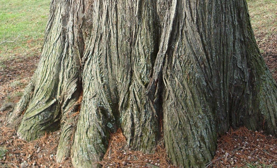 Bald Cypress (Taxodium Distichum)