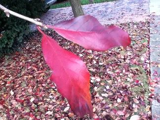 Blackgum (Nyssa Sylvatica)