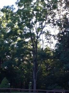 Kentucky Coffeetree (Gymnocladus Dioicus) at West Virginia University Core Arboretum