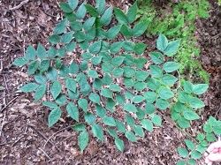 Kentucky Coffeetree (Gymnocladus Dioicus)