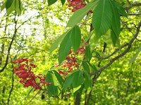 Red Buckeye (Aesculus Pavia)