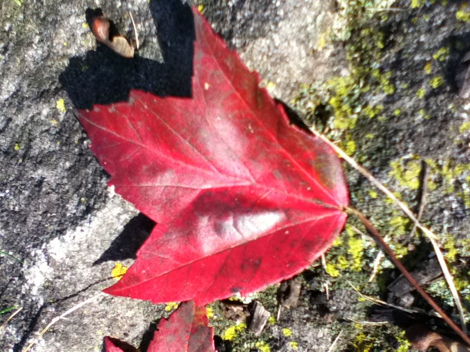 Red Maple