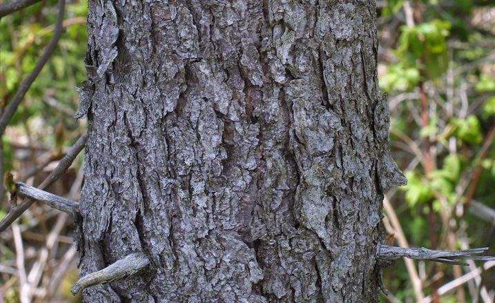 Red Spruce (Picea Rubens)