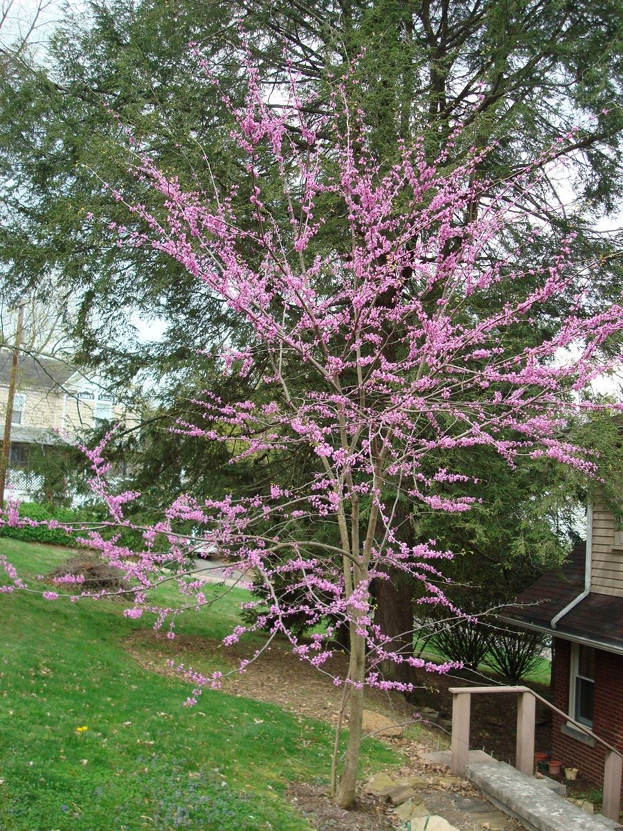 Redbud (Cercis Canadensis) at South Park