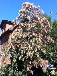 Sourwood (Oxydendrum Aboretum) at Greenmont