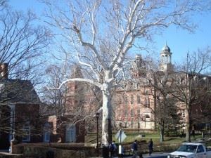 American Sycamore (Plantanus Occidentalis) at West Virginia University Downtown Campus, E. Moore Hal