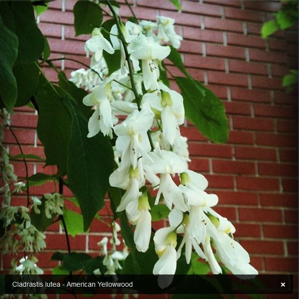 American Yelllowwood