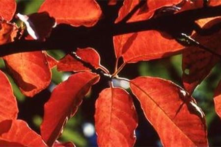 Photo of Blackgum leaves.